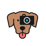 Travelling Panda